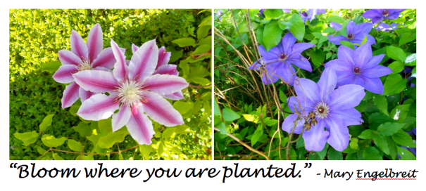 Bloom Where Planted - quote